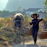 farmer china